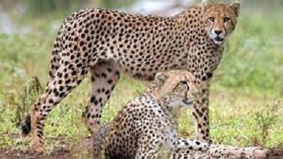 2 more cheetahs moved into acclimatisation enclosure in MP’s Kuno National Park