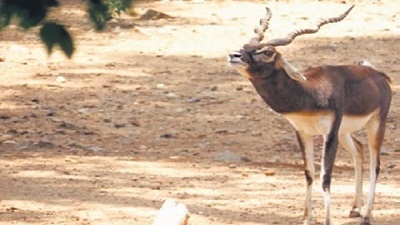 13 more blackbucks released in Balukhand in Odisha