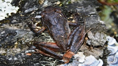 New horned frog species discovered in Arunachal Pradesh