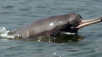 Ganges River Dolphin geotagged in Assam Environment minister