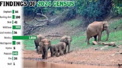 Dalma wildlife sanctuary gears up for 2025 census