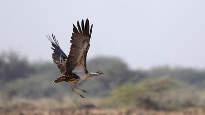 Can hunting save the Great Indian Bustard?