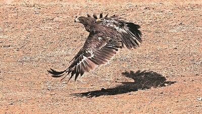 Raptors avoid high altitude mountains for migrating from central Asia: Study by Sasan wildlife division