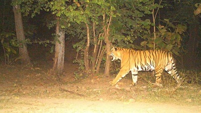 Wildlife census at Telanganas Kawal Tiger Reserve from Jan 19