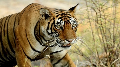 Tigers are disappearing: 25 out of 75 tigers are unaccounted for in Ranthambore Park