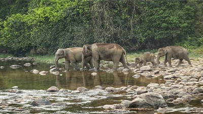 Karnataka has 4126 elephants in Nilgiri biosphere