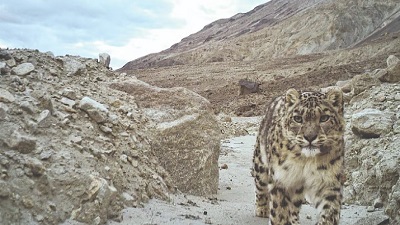 Ladakh records worlds highest snow leopard density study finds