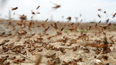 Outbreak of Moroccan locusts will destroy 25% of annual wheat production in Afghanistan: FAO