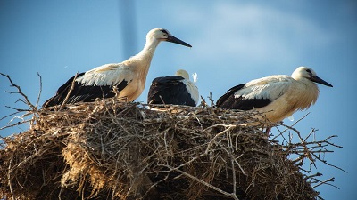 Birth rate of large migratory birds declined due to climate change Study