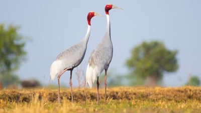 Birds Without Borders In flamingo land of Gujarat sarus cranes keep singing their love songs