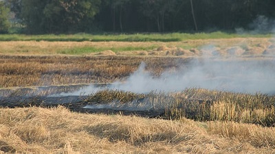 Crop residue burning has impacts beyond pollution study finds disruption in microbial biodiversity, increased pests and fertiliser use