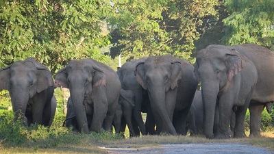 Eco-sensitive zones of 0 km notified by 60 national parks: Study