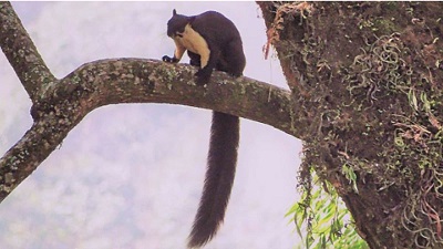Indian giant squirrel sighting during tiger survey augurs well for Pune forest&rsquo;s biodiversity