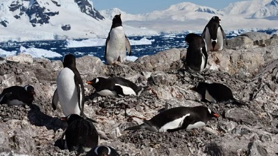 Antarctic penguins have radically shifted their breeding season seemingly in response to climate change