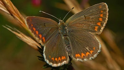British Butterfly adapts to climate change by migrating north, changing diet