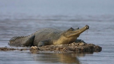 From brink of extinction to flourishing Bihars Gandak river now home to over 200 Gharials