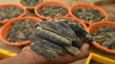 Over 100 tonnes sea cucumbers, which are crucial for marine ecosystems, seized in illegal wildlife trade from 2010-21, says report
