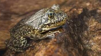 California releases more than 3,000 endangered mountain frogs into the wild restoring a species that has lost most of its home