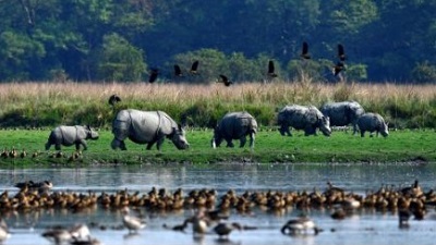 8% of rhino-bearing areas inside Pobitora wildlife sanctuary submerged, no casualty