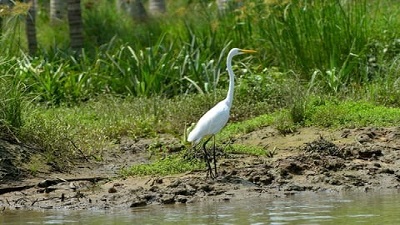 Study shows wader bird species in Keralas wetlands declined during last decade ecosystem in peril say authors