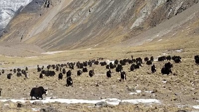 Climate change, socioeconomic shifts threaten Nepal&rsquo;s yak herding traditions