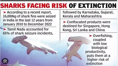 Illegal Trade Threat To Shark Species