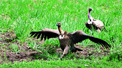 Into the wild 10 endangered vultures bred in captivity to be released in July