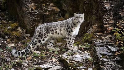 Indias snow leopard population grows to 741 first scientific count released