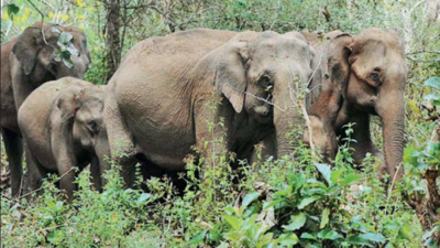 411 wild jumbos died between 2018-2021 in Kerala