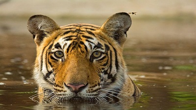 Lack of scientific debate and involvement of all stakeholders will not help Project Tiger succeed