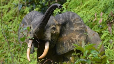 Poaching down but threats remain for forest elephants, recent population assessment finds