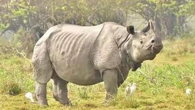 Assam yet to reply on anomalies in rhino count