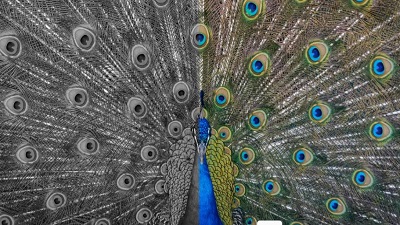 Global warming pollution are stripping vibrant colours from nature