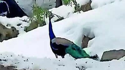 Peacocks at 6000ft spark concerns over climate change impact