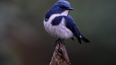 Nepal&rsquo;s infrastructure risks wildlife habitats beyond protected areas, study warns