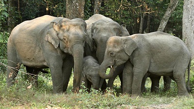 Over 1,500 people died in elephant attacks in last 3 years, maximum casualties in Odisha
