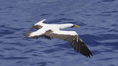 Climate crisis impact: Australia’s most intense cyclone wiped out 90% of seabirds on an island