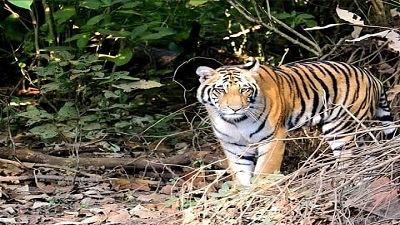 Shrinking habitats rising conflict Uttarakhand logs 2,046 big cat attacks