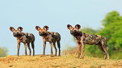 3 African wild dogs travelled over 4,000km to find mates &mdash; why that&rsquo;s good news for the endangered species
