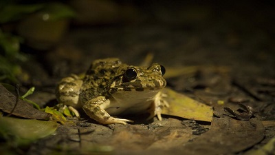 Microplastics in 90% frogs studied in Bangladesh delta, can threaten biodiversity: Study