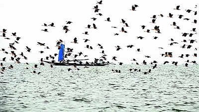 Poaching curbed winged guests find safe haven in Chilika village