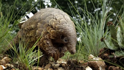 Worlds most trafficked mammal is pangolin US officials say its endangered species
