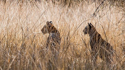 Tiger deaths by poisoning in Karnataka sanctuary point to conservation challenges