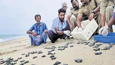 Tamil Nadu sets new record in turtle conservation