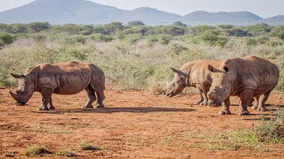 Run-up to World Rhino Day 2023: Poaching, climate change & habitat loss threaten global population
