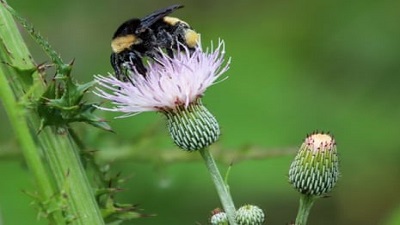 Bumblebee among species US wildlife officials consider listing as endangered