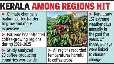 Climate change affecting coffee crop Study