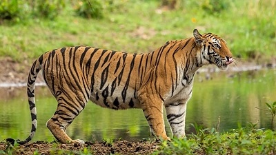 Sariska gets another tiger, count hits 28