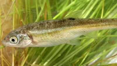 An endangered fish found nowhere else in the world returned to an 868 metre stretch of Nevada river after invasive fish were removed between 2009 and 2012