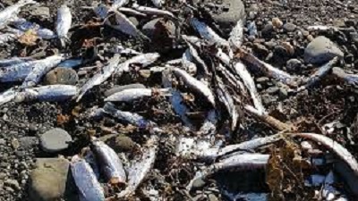 Bathinda: Toxic canal water kills Abohar fish, kinnow orchards